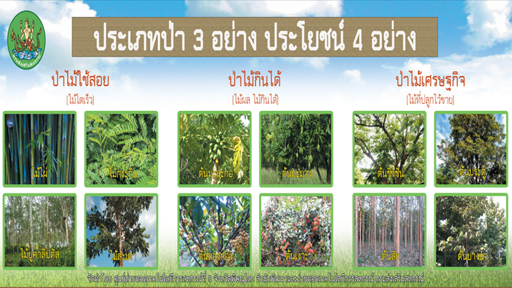 ประเภทป่า 3 อย่าง ประโยชน์ 4 อย่าง