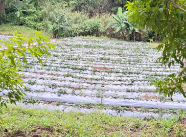 ประสานงานโครงการฝึกอบรมที่จะดำเนินการในปีงบประมาณ พ.ศ. 2569 ... พารามิเตอร์รูปภาพ 4