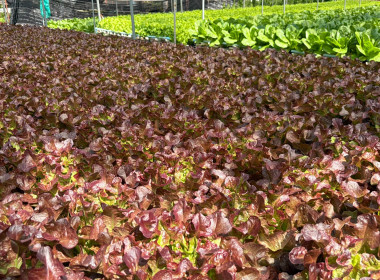 🫆ลงพื้นที่สหกรณ์การเกษตรเขาค้อพัฒนา จำกัด ... พารามิเตอร์รูปภาพ 20