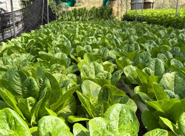 🫆ลงพื้นที่สหกรณ์การเกษตรเขาค้อพัฒนา จำกัด ... พารามิเตอร์รูปภาพ 21