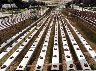 🫆ลงพื้นที่สหกรณ์การเกษตรเขาค้อพัฒนา จำกัด ... พารามิเตอร์รูปภาพ 22