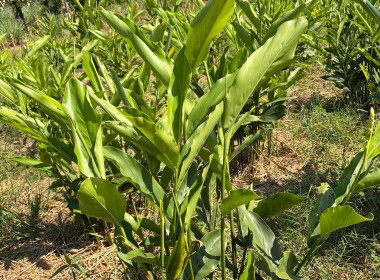 ❄️ติดต่อประสานงานเรื่องเตรียมความพร้อมการจัดทำ 📹 VTR ... พารามิเตอร์รูปภาพ 20